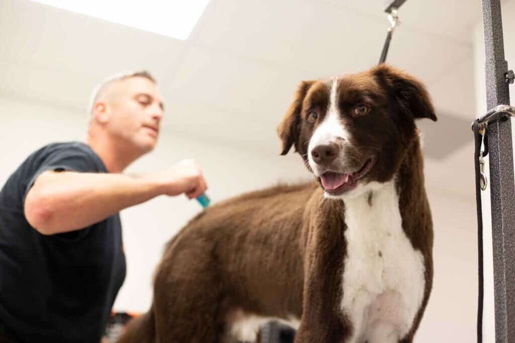 Grooming 101: A New Dog Owner’s Guide to a Happy, Healthy Coat