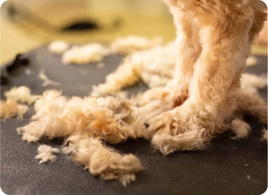 Grooming 101: A New Dog Owner’s Guide to a Happy, Healthy Coat