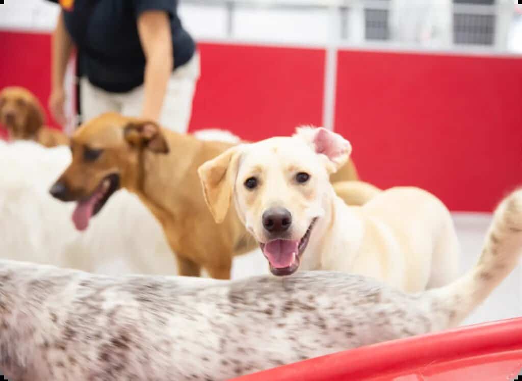 Choosing the Right Dog Daycare: A Guide for Pet Parents