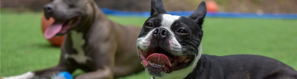 Choosing the Right Dog Daycare: A Guide for Pet Parents
