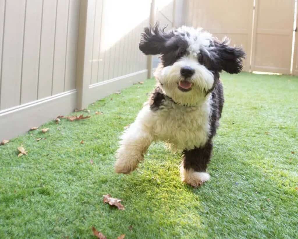Choosing the Right Dog Daycare: A Guide for Pet Parents