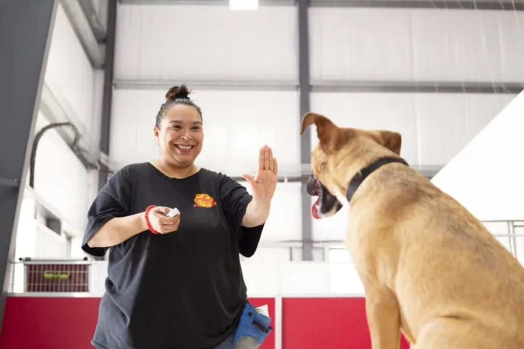 Puppy Socialization: A Guide to Raising a Confident Dog