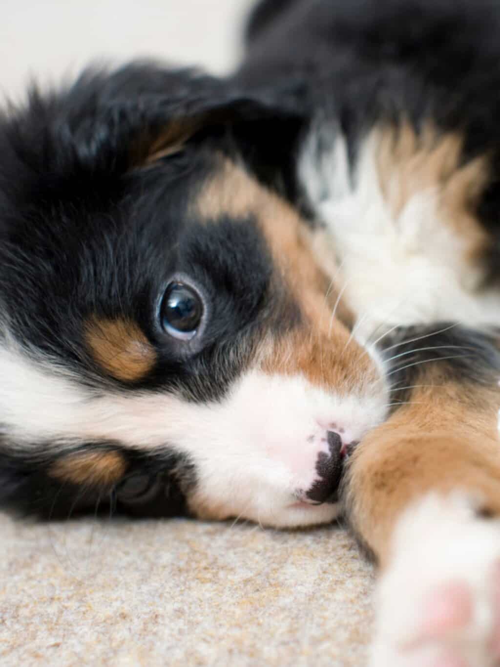 Puppy Socialization: A Guide to Raising a Confident Dog
