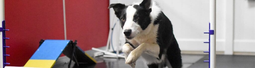 Puppy Socialization: A Guide to Raising a Confident Dog